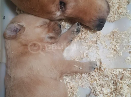 A Plus Golden Yavrular görsel