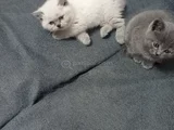 Shorthair Yavrular Yeni Sahiplerini Bekliyor