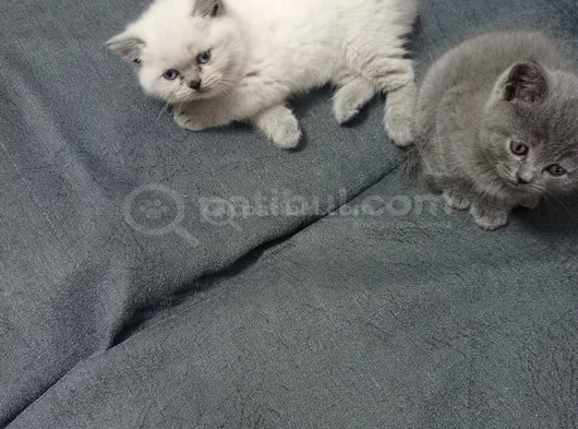 Shorthair Yavrular Yeni Sahiplerini Bekliyor görsel