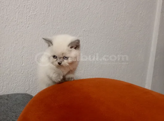 Shorthair Yavrular Yeni Sahiplerini Bekliyor görsel