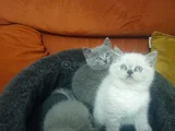 Shorthair yavrular yeni sahiplerini bekliyor
