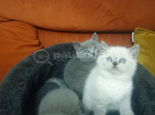 Shorthair Yavrular Yeni Sahiplerini Bekliyor