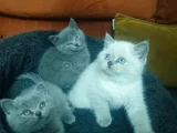 Shorthair Yavrular Yeni Sahiplerini Bekliyor