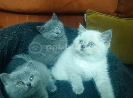 Shorthair Yavrular Yeni Sahiplerini Bekliyor görsel