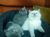 Shorthair Yavrular Yeni Sahiplerini Bekliyor