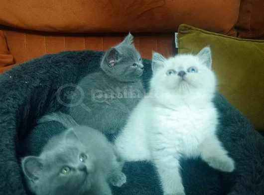 Shorthair Yavrular Yeni Sahiplerini Bekliyor görsel