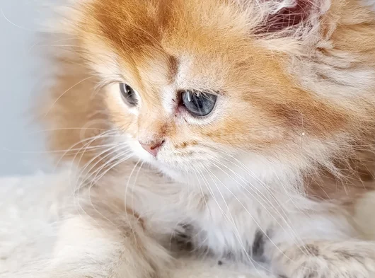 Aslan Kral Isteyen görsel