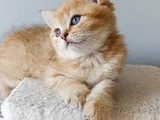 Sevimli Bir Yakışıklı
