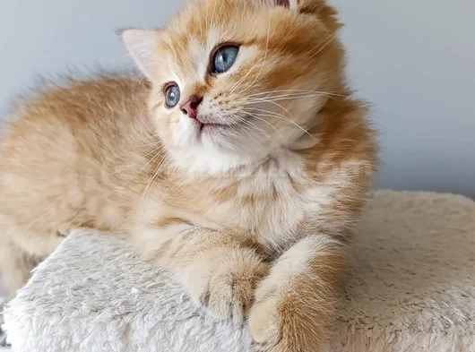 Sevimli Bir Yakışıklı görsel
