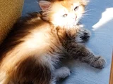 Aslan Kral Isteyen