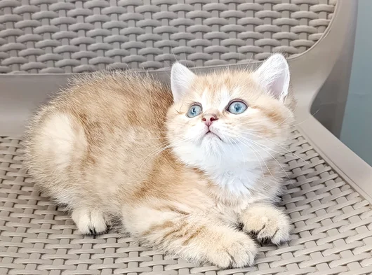 Sevimli Bir Yakışıklı görsel
