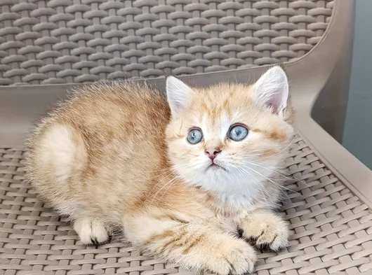 Sevimli Bir Yakışıklı görsel