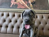 Mavi Cam Göz  Blue Brindle