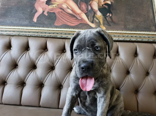 Mavi Cam Göz  Blue Brindle görsel