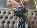 Mavi cam göz  blue brindle