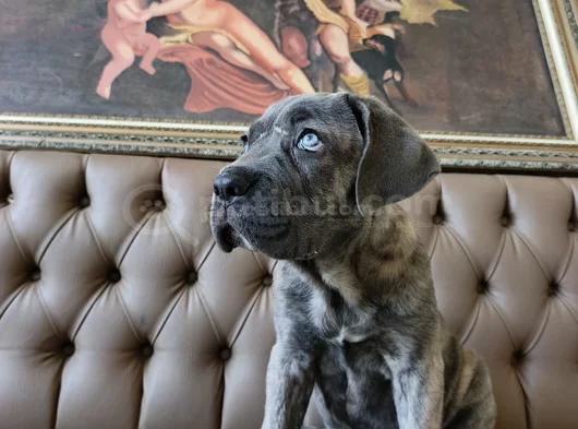 Mavi Cam Göz  Blue Brindle