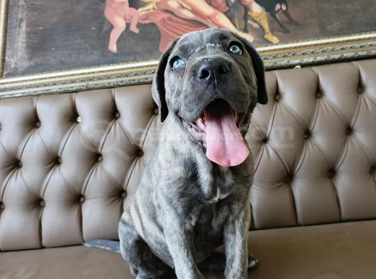 Mavi Cam Göz  Blue Brindle görsel