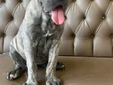Mavi Cam Göz  Blue Brindle