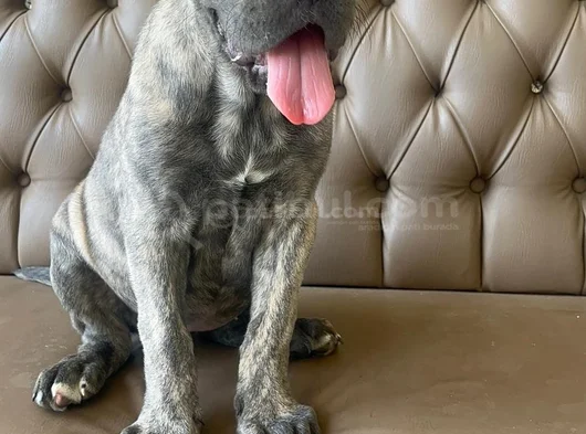 Mavi Cam Göz  Blue Brindle görsel