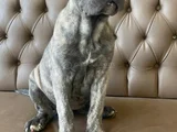 Mavi Cam Göz  Blue Brindle