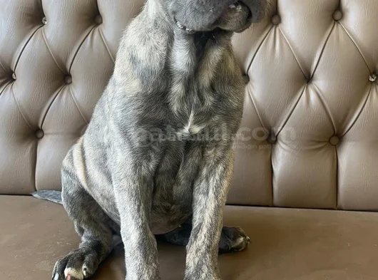 Mavi Cam Göz  Blue Brindle görsel