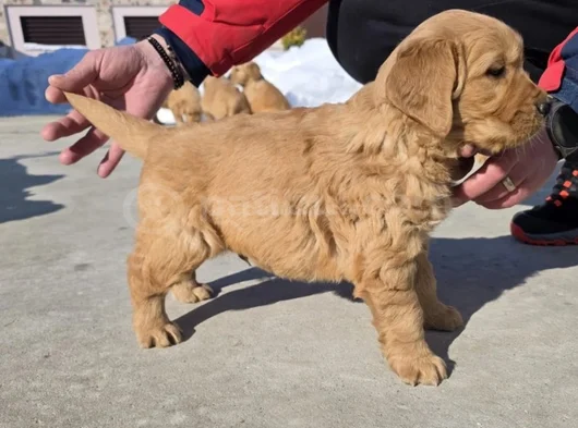 Bebek Yüzlü American Golden Yavrularımız görsel