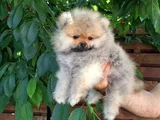 Boo garantili pomeranian yavrularimiz