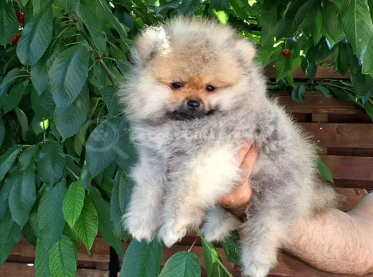 Boo Garantili Pomeranian Yavrularimiz