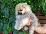 Boo Garantili Pomeranian Yavrularimiz