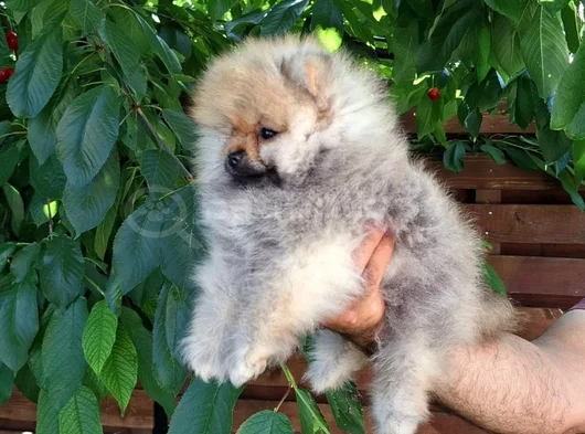 Boo Garantili Pomeranian Yavrularimiz görsel