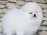Boo Garantili Pomeranian Yavrularimiz