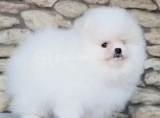 Boo Garantili Pomeranian Yavrularimiz görsel