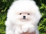 Boo Garantili Pomeranian Yavrularimiz