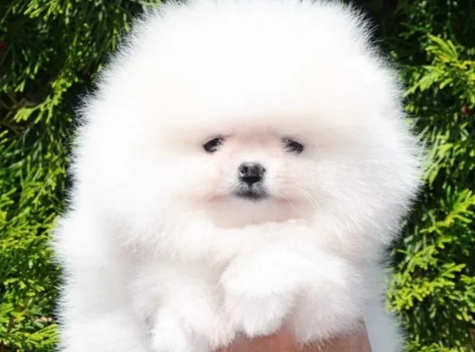 Boo Garantili Pomeranian Yavrularimiz görsel