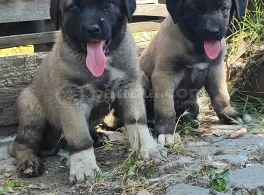 Karakircil bebekler hazır