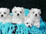 kar beyaz maltese terrier yavru