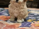 BAL KOPUGU MALTIPOO YAVRULAR