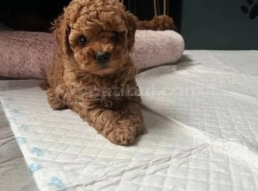 Kg Garanti̇li̇ Erkek Di̇şi̇ Toy Poodle Bebekler görsel