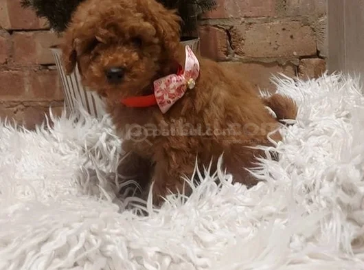 Kg Garanti̇li̇ Erkek Di̇şi̇ Toy Poodle Bebekler görsel