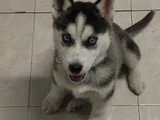 Türki̇yede Böyle Yavru Yok Müthi̇ş Husky Bebekler