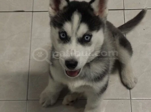 Türki̇yede Böyle Yavru Yok Müthi̇ş Husky Bebekler görsel