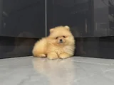 Üst düzey pomernian boo