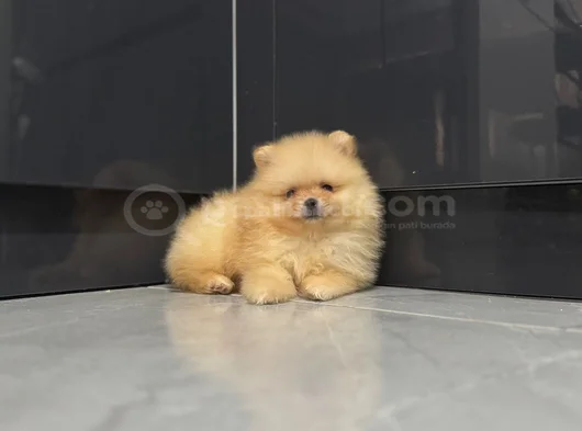 Üst Düzey Pomernian Boo