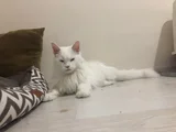 2 Yaşında Dişi Mainecoon