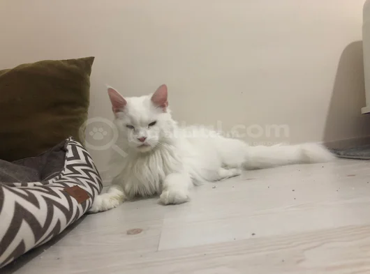2 Yaşında Dişi Mainecoon görsel