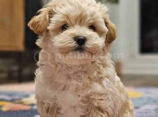 Bal Kopugu Maltipoo Yavrular görsel