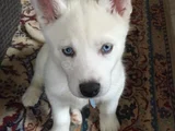 BEMBEYAZ DÜNYA GÜZELİ SİBİRYA KURDU HUSKY YAVRUM