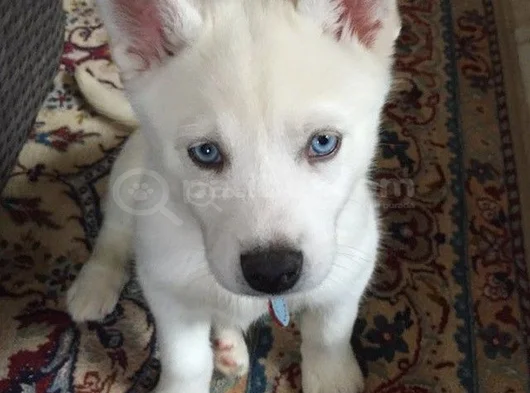 Bembeyaz Dünya Güzeli̇ Si̇bi̇rya Kurdu Husky Yavrum