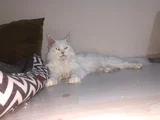 2 Yaşında Dişi Mainecoon