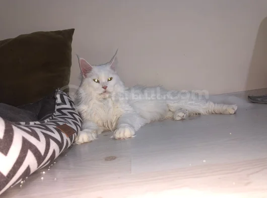 2 Yaşında Dişi Mainecoon görsel